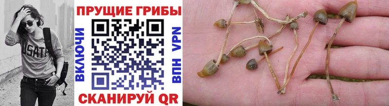 Псилоцибиновые грибы Psilocybine cubensis  цена   Кострома 